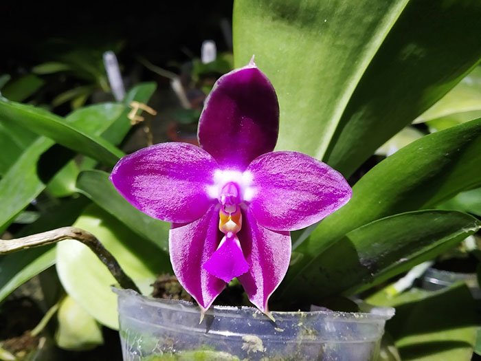 Phalaenopsis LD Bellina Eagle 'Red' x Mituo Princess 'YR'.jpg