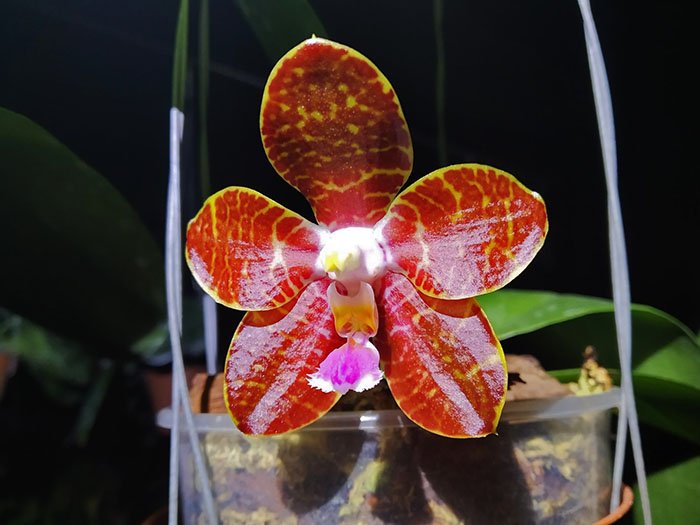 Phalaenopsis gigantea x Zheng Min Tyranosaurus.jpg