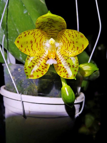 Phalaenopsis LD Giga King.jpg