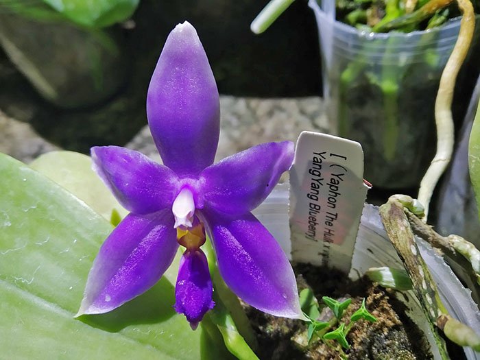 Phalaenopsis (Yaphon The Hulk x violacea indigo) x YangYang Blueberry.jpg