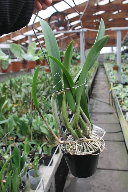 Myrmecophila tibicinis x Brassavola nodosa.jpg