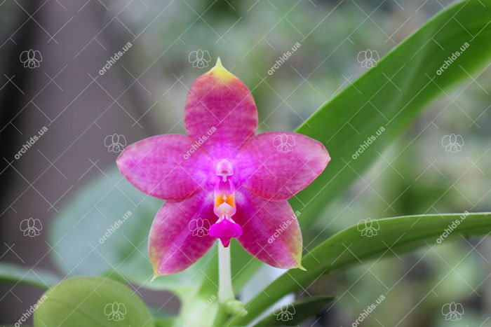 Phalaenopsis LD Bellina Eagle 'Red' x Mituo Princess 'YR'.jpg