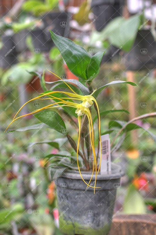 Dendrobium tetragonum.jpg