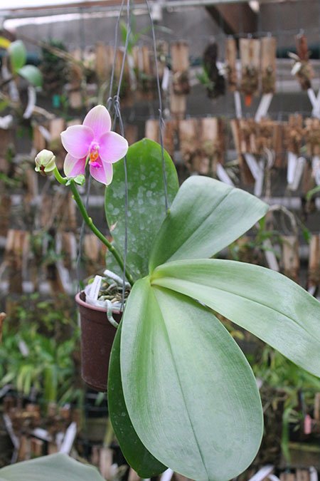 Phalaenopsis Sweet Memory.jpg