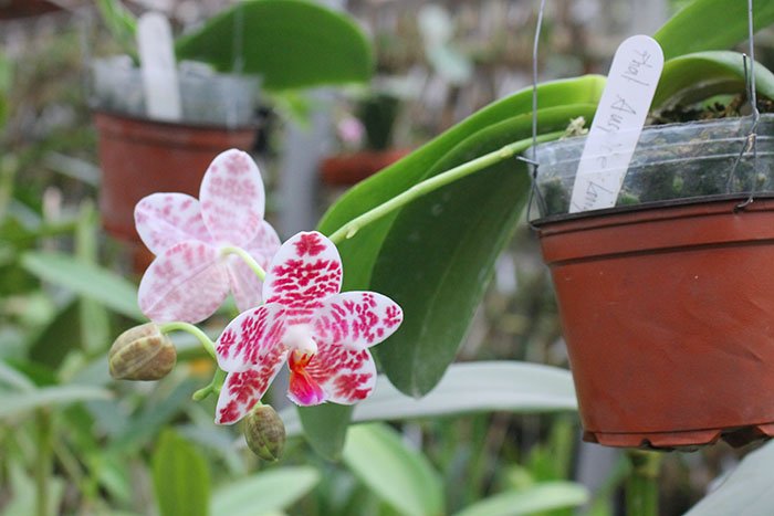 Phalaenopsis Auspice Knight 'KF'.jpg