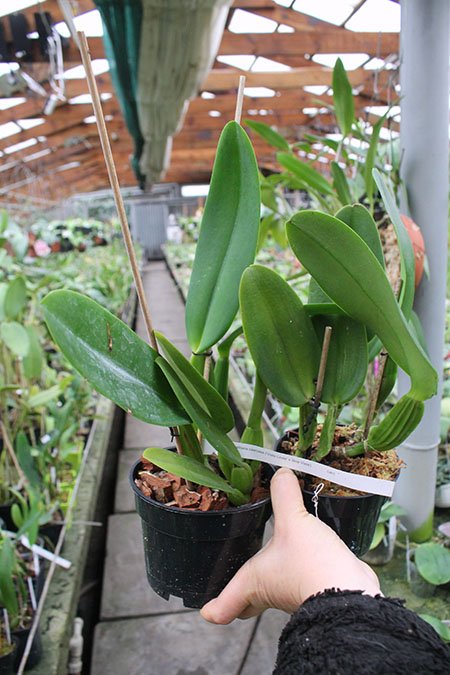 Cattleya gaskelliana coerulea 'Vista Linda' (Z-360) x Cattleya gaskelliana coerulea 'Boas Vista' (Z-360).jpg