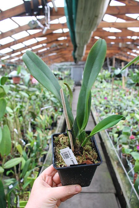 Cattleya jenmanii coerulea.jpg