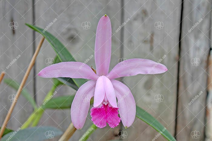 Cattleya intermedia sanguinea 'do Padre Vitus' x intermedia flamea 'BF-96'.jpg