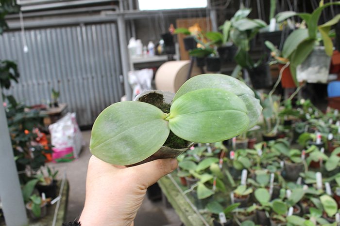 Phalaenopsis micholitzii 'green' x Yaphon Evergreen 'Yaphon'.jpg
