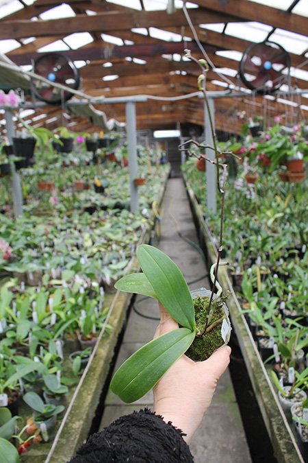 Phalaenopsis intermedia.jpg