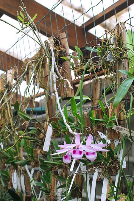 Dendrobium anosmum var Giganteum.jpg