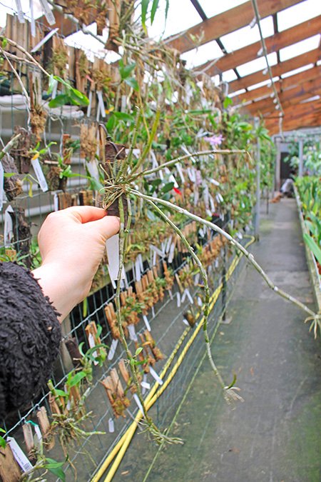 Dendrobium pierardii x loddigesii.jpg