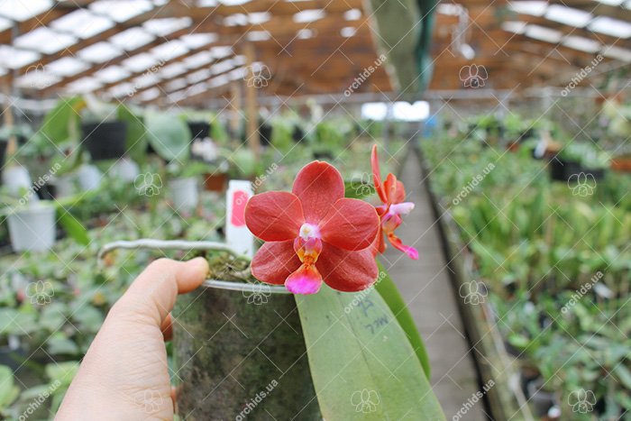 Phalaenopsis Mituo Shin Perfume 'MO95'.jpg