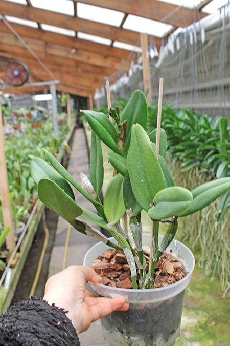 Cattleya Loogtone x Chocolate Drop.jpg