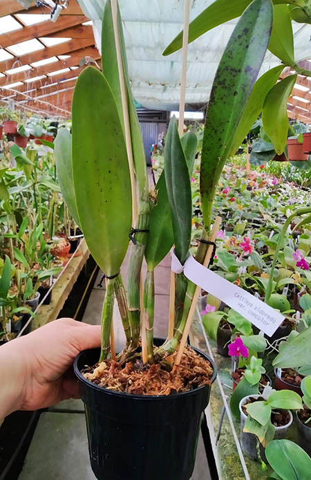 Cattleya eldorado concolor.jpg