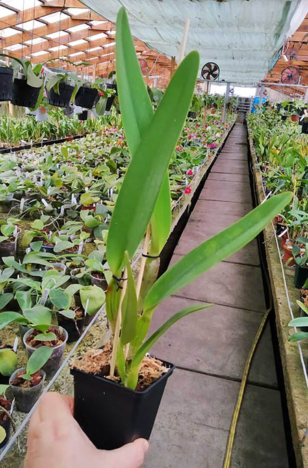 Laelia crispa (alba x tipo striata).jpg