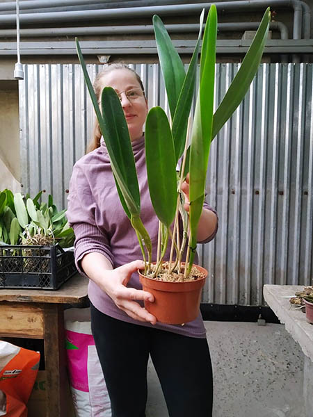 Laelia purpurata Russelliana.jpg