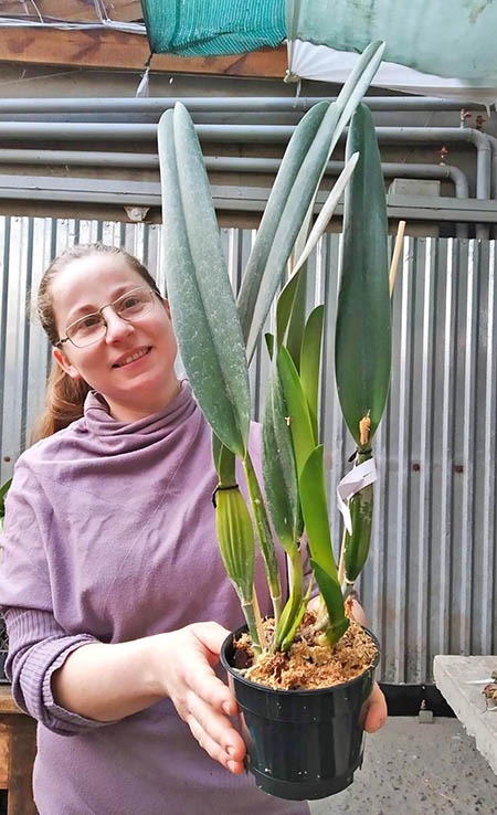 Laelia purpurata carnea.jpg