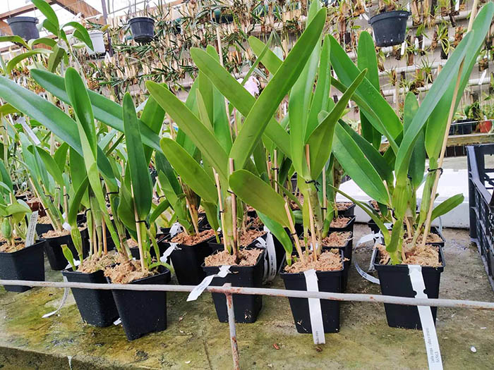 Laelia crispa (alba x tipo striata).jpg