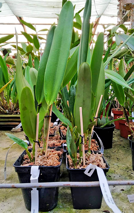 Laelia crispa (tipo x flamea).jpg