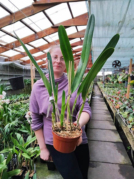 Laelia purpurata seideliana sanguinea.jpg