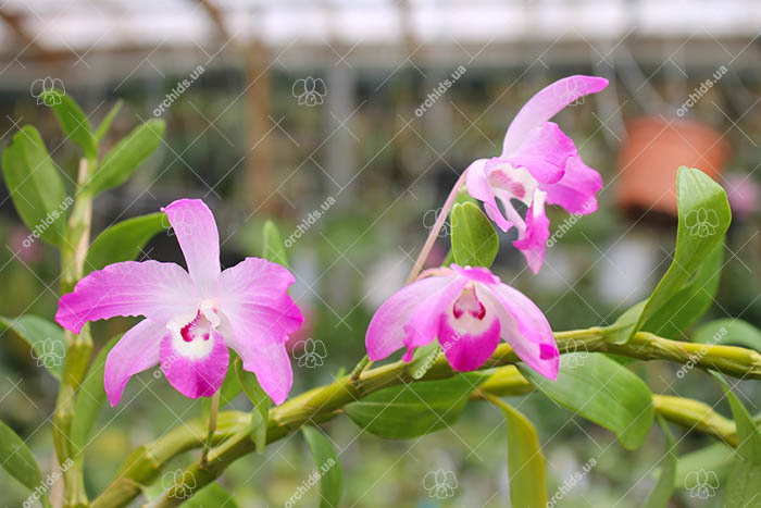 Dendrobium linawianum.jpg