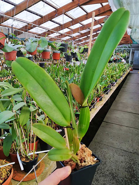 Cattleya jemannii ('Bela Vista' x rubra).jpg