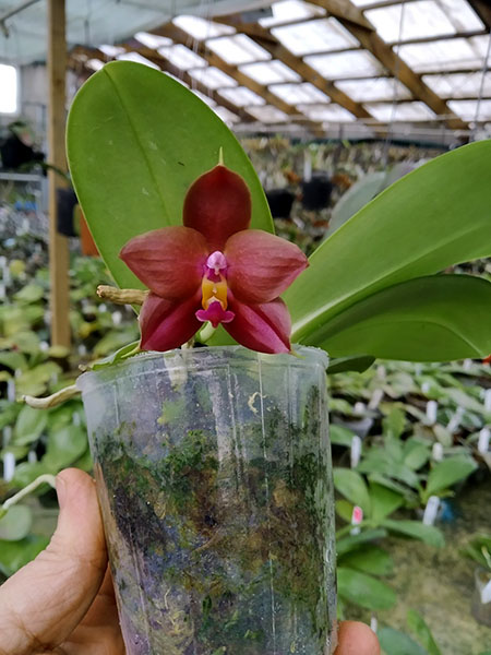 Phalaenopsis LD Bellina Eagle 'Red' x Mituo Princess 'YR'.jpg