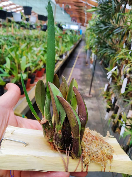 Laelia reginae.jpg