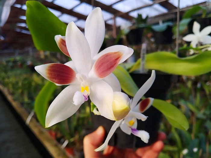 Phalaenopsis speciosa coerulea ('Su's Bluish' x 'Su's Coffee Candy').jpg