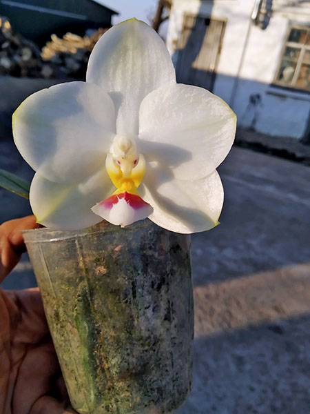 Phalaenopsis Mituo Diamond Canary 'Z'.jpg