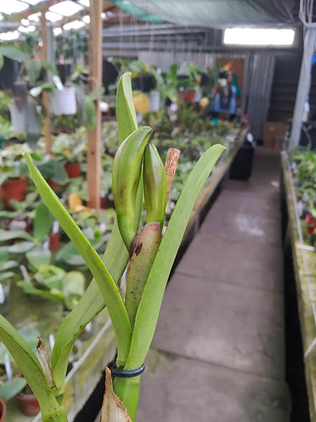 (Brassavola digbyana x Rhyncholaeliocattleya Young Kong) 'ORCHIS'.jpg