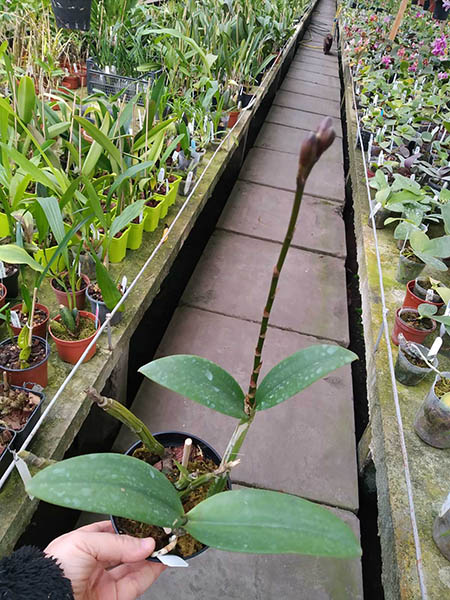 Cattleya schilleriana x Myrmecophila tibicinis.jpg