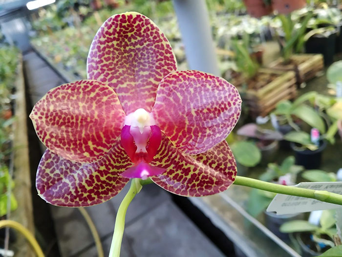 Phalaenopsis Mituo Sun 'Mituo # 1' x (Yungho Princess Gelb x Sogo Kaiulani).jpg