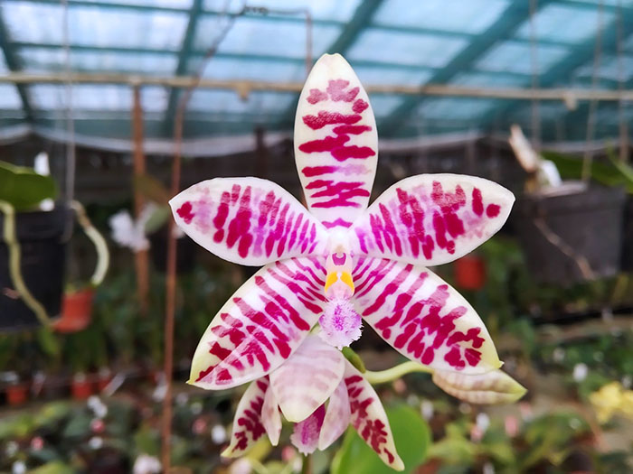 Phalaenopsis speciosa ('All Red' x 'Su's Coffee Candy).jpg