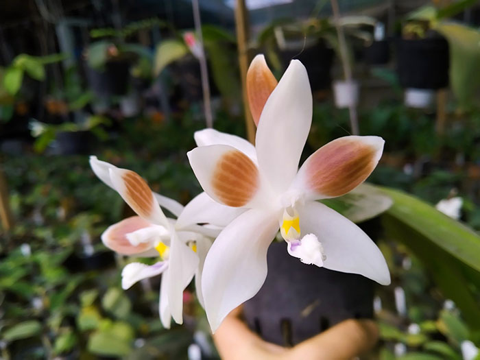 Phalaenopsis speciosa coerulea ('Su's Bluish' x 'Su's Coffee Candy').jpg