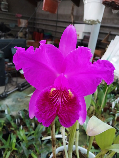 Cattleya lueddemanniana rubra 'Dark Giant' x Cattleya lueddemanniana escura 'Fennel IX'.jpg