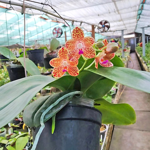 Phalaenopsis javanica x gigantea.jpg