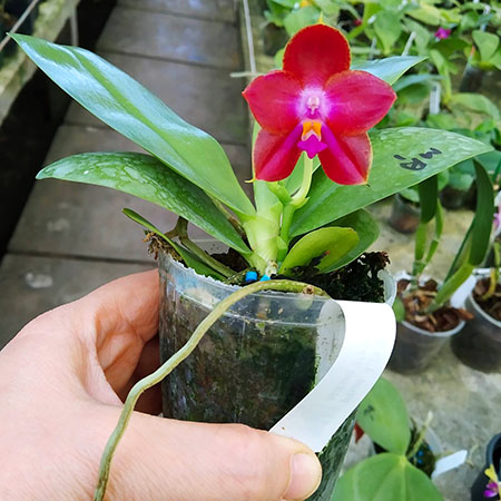 Phalaenopsis LD Bellina Eagle 'Red' x Mituo Princess 'YR'.jpg