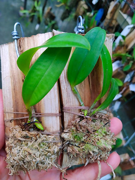 Cattleya leopoldii coerulea trilabelo 'Mariah' x 'Divina'.jpg