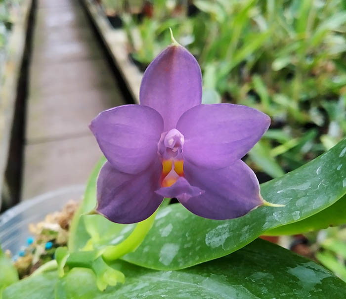 Phalaenopsis violacea indigo x micholitzii.jpg