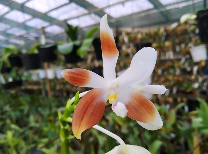 Phalaenopsis speciosa coerulea ('Su's Bluish' x 'Su's Coffee Candy').jpg