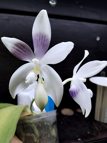Phalaenopsis speciosa coerulea ('Su's Bluish' x 'Su's Coffee Candy').jpg