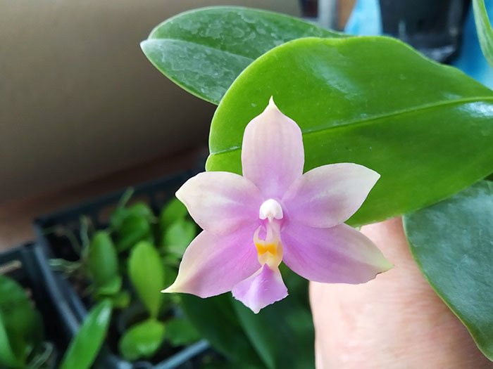 Phalaenopsis Tzu Chiang Tetralitz x Samera.jpg