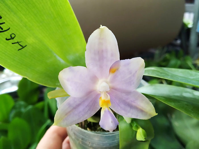 Phalaenopsis Tzu Chiang Tetralitz x Samera.jpg