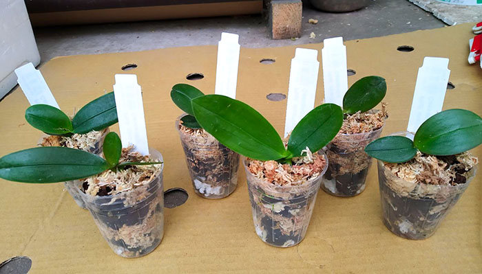 Phalaenopsis stuartiana yellow strain x Cassandra.jpg