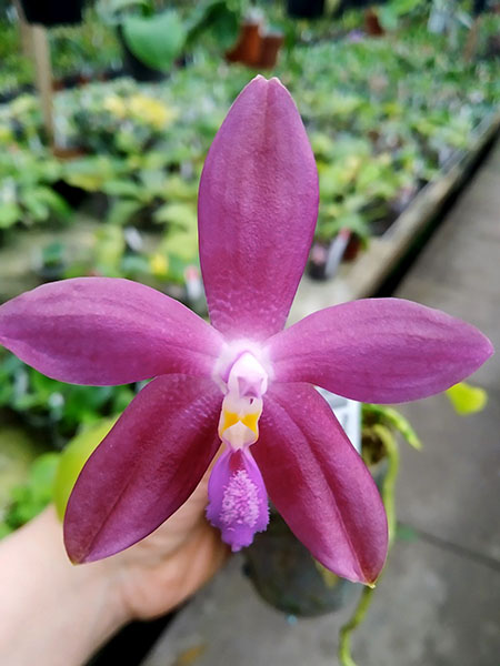 Phalaenopsis LD's Bear King 'YK-10' x spesiosa 'Blue'.jpg