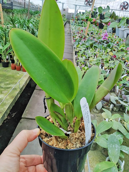 Cattleya Dubiosa.jpg