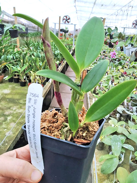 Sophrolaeliocattleya Jungle Hotspot 'SVO Splash Spots' x Brassolaeliocattleya Sunspots 'Sandy'.jpg