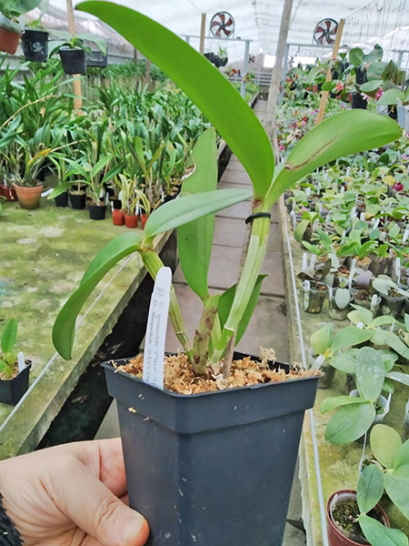 Cattleya leopoldii 'Paul' x leopoldii 'SVO Dark Wonder' 4n.jpg